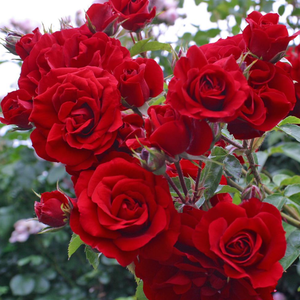 Ruža puzavica - Ruža - Amadeus® - 